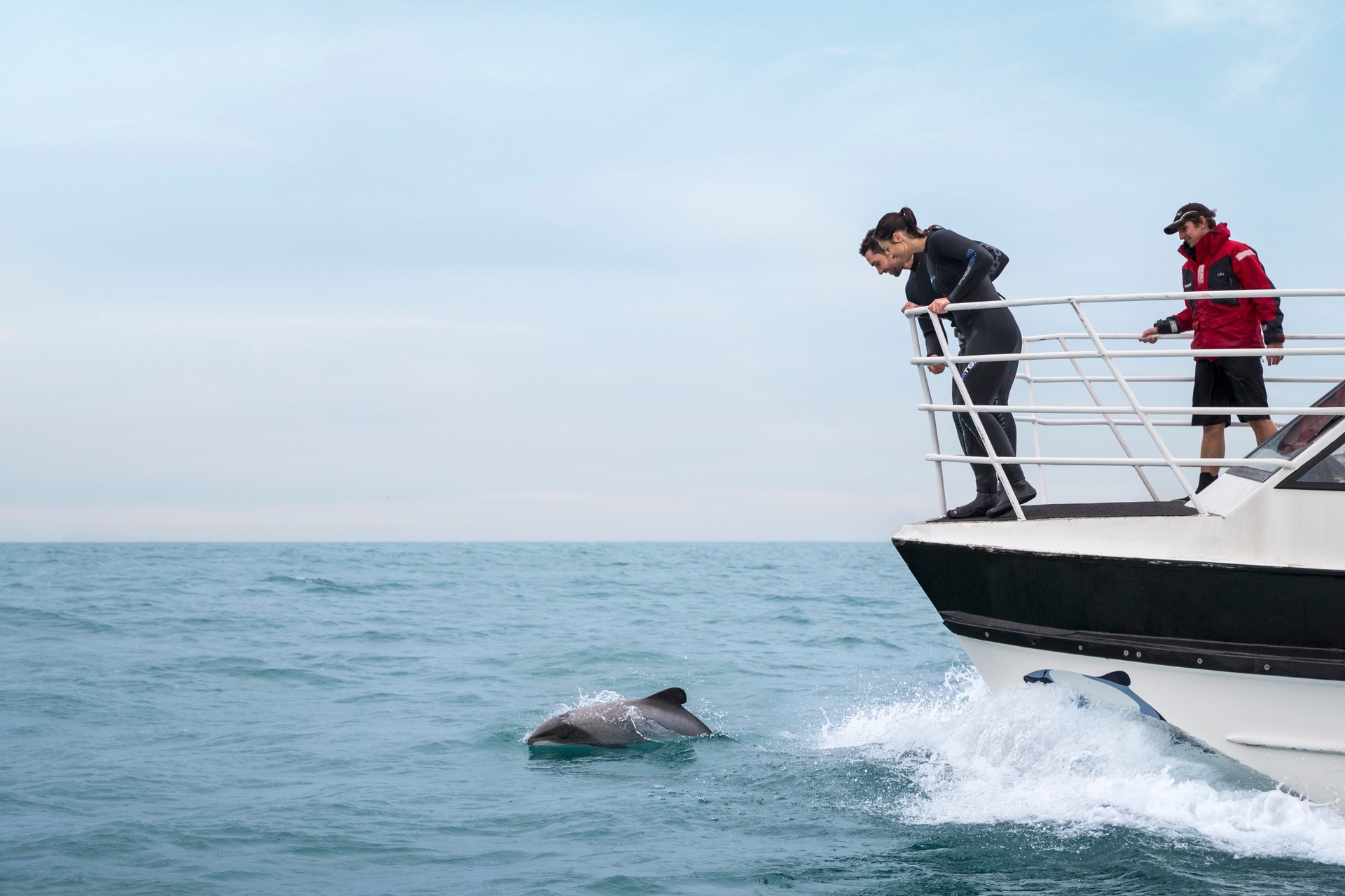 Whale & dolphin watching in Canterbury, New Zealand