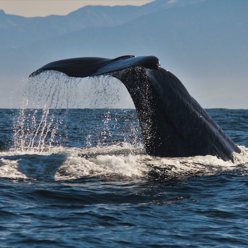 Kaikoura Whale Watching Tour, Kaikoura - Embark on a whale watching adventure from New Zealand's premier whale watching destination - Kaikoura.