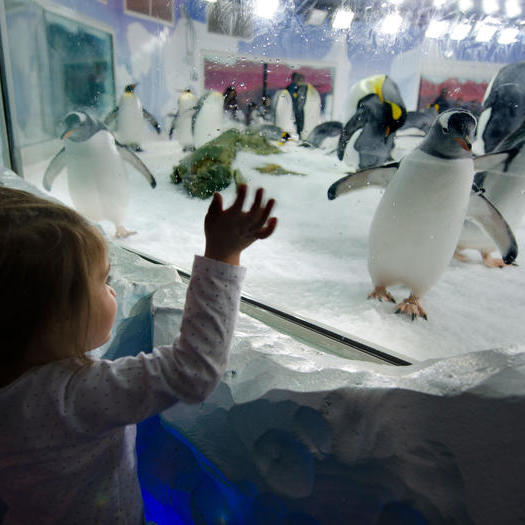 Kelly Tarltons Aquarium, Auckland - Take an underwater journey through the world famous SEA LIFE Kelly Tarlton's, Auckland and discover a diverse collection of aquatic life up close.