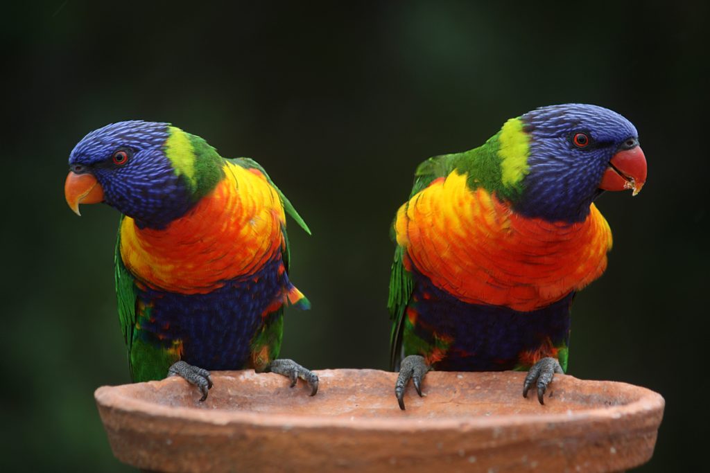 new zealand zoo wildlife